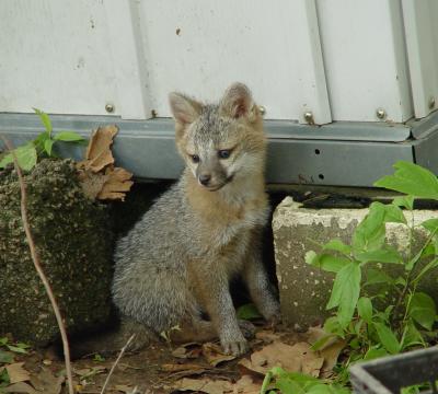 fox 34.jpg
