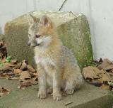fox 49.jpg