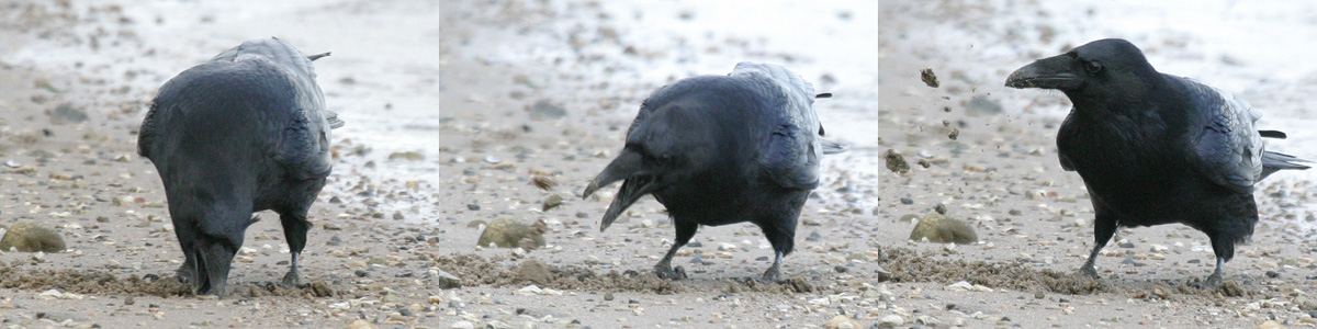 Raven digging to cache food.