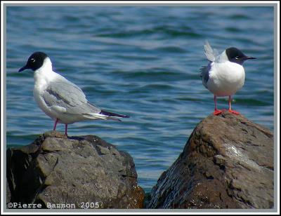 Mouettes de Bonaparte (Sainte-Catherine)
