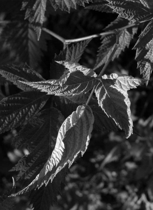 P6060005a_bw.jpg