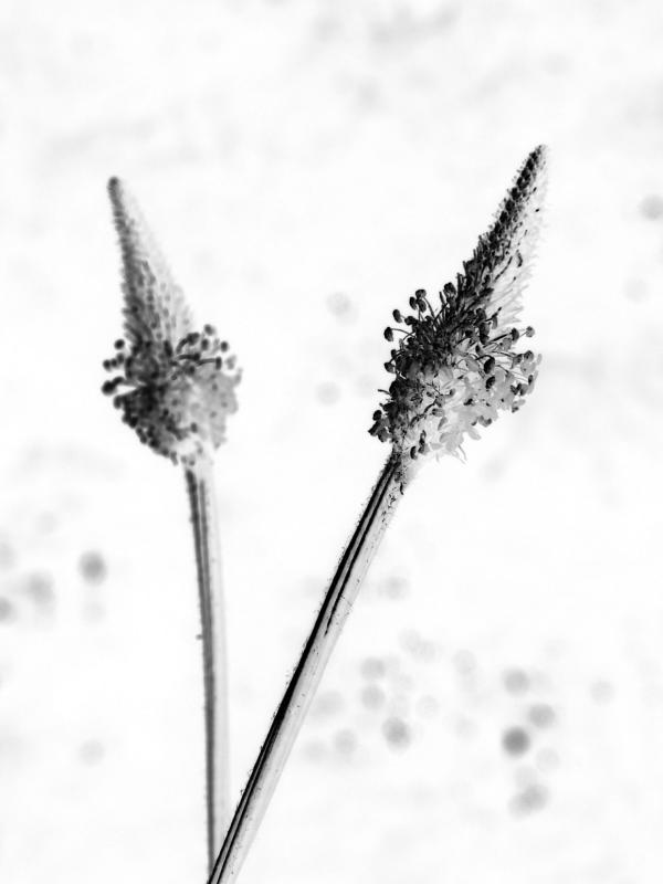 P6060016a_bw_neg.jpg