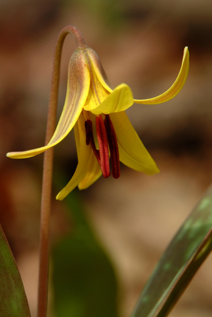 DSCF1615.jpg