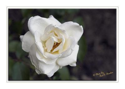 White Rose copy.tif