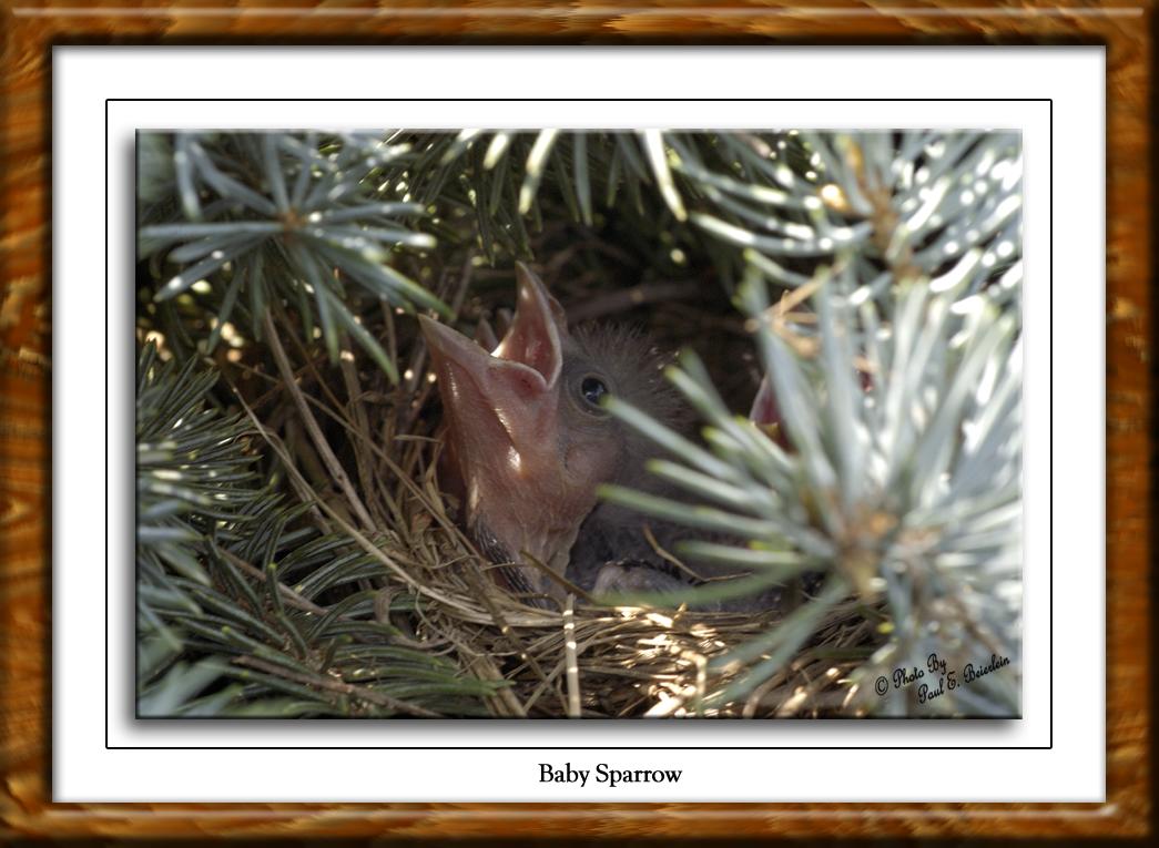 Baby Sparrow copy.tif