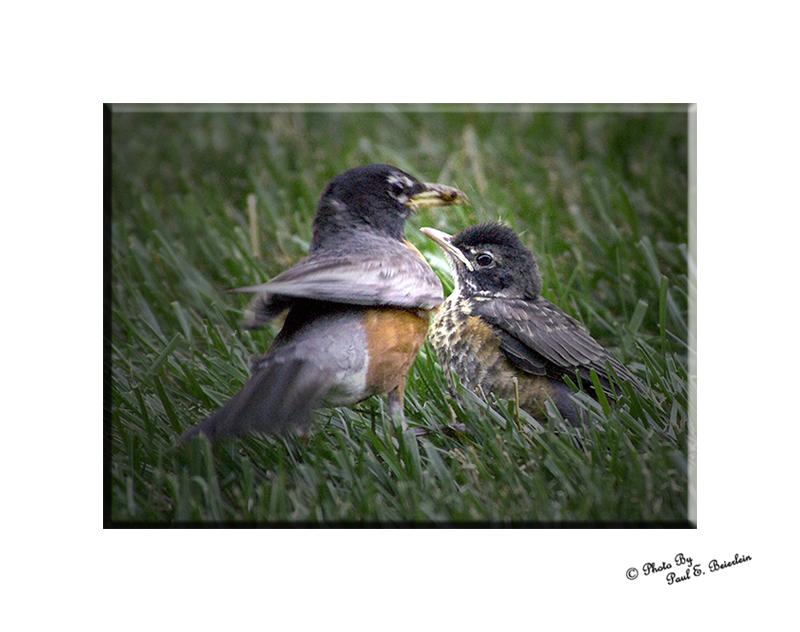 Mother Robin copy.tif
