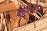 Bull Ant