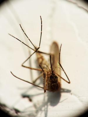 Mosquito D 5403.jpg