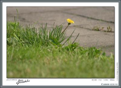 Single dandelion
