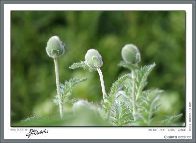Poppies