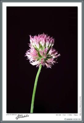 Chive (hi-speed E-TTL)