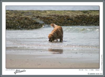 u29/pgordebeke/medium/17640599.IMG_0466_frame.jpg