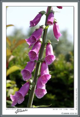 Pink bells on a single branch