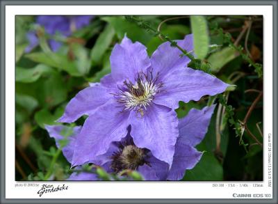Purple in the shade