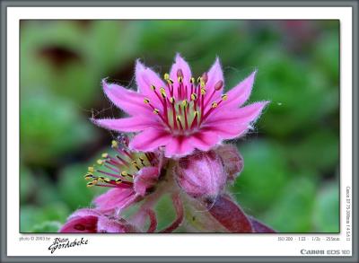 Sedum in bloom