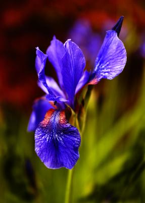 Blue Iris