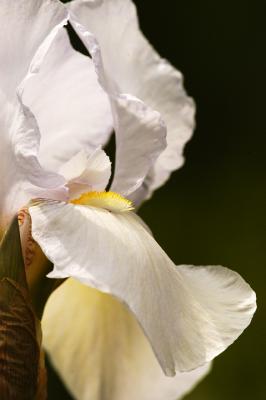 White Iris