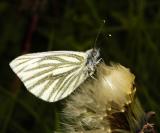 Green-Veined White (60mm f2.8 micro)