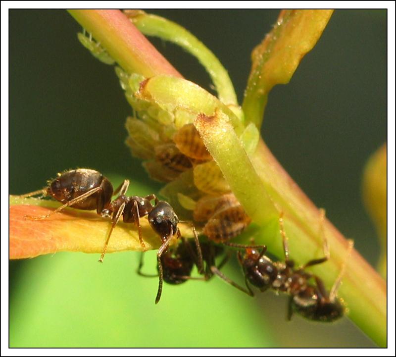 fourmis levant des pucerons