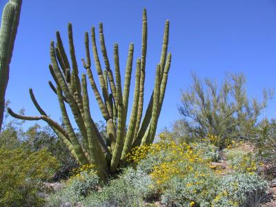 Organ Pipe Cactus, after which the park is named