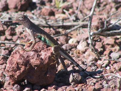 Zebra-tailed Lizard, holding his toes up off the hot rock