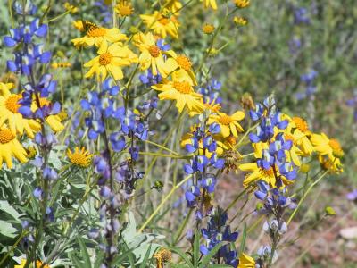 Yellow Brittlebush flowers and blue Lupine