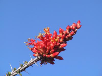 Ocotillo flowers remind me of Halloween corn candy