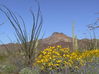 This is near the beginning of the Ajo Mountain Drive