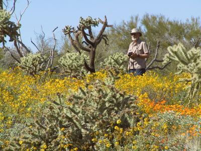 Dad wades in a sea of wildflowers on the Ajo Mtn. Drive