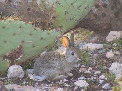 And here is a younger Cottontail