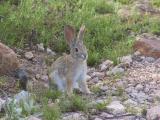 This is a Desert Cottontail