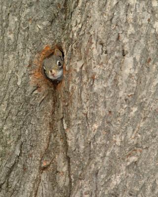 Wildlife