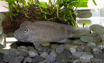 Steatocranus casuarius