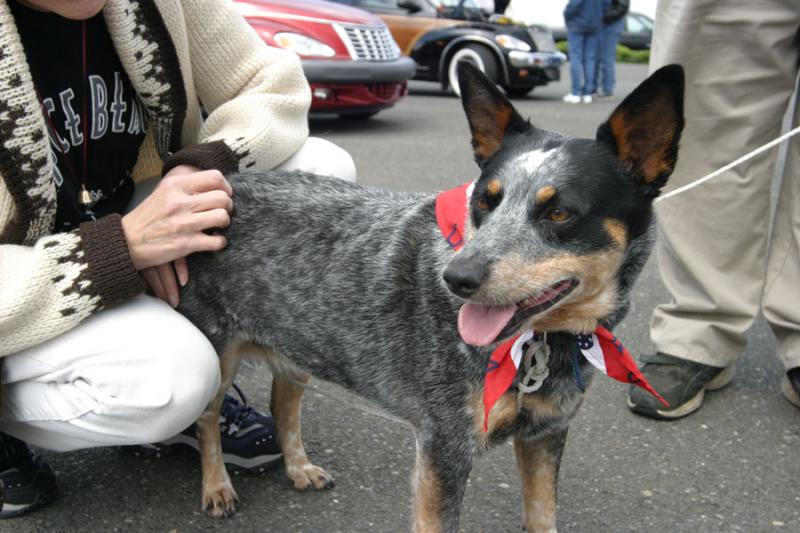 Australian Blue Heeler