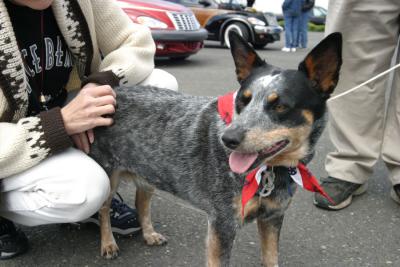 Australian Blue Heeler