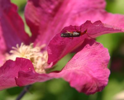 Acrobatic Bug