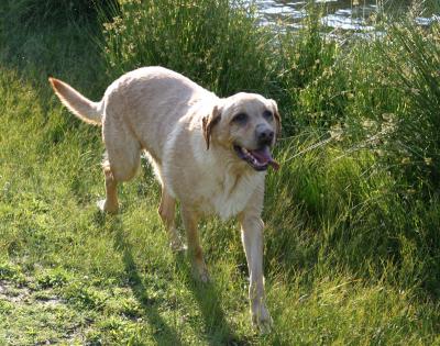 Retriever