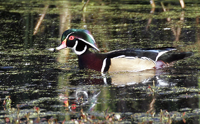 Wood-Duck-2-small.jpg