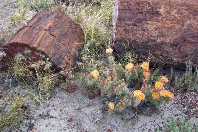 Cactus Flowers & Petrified Wood