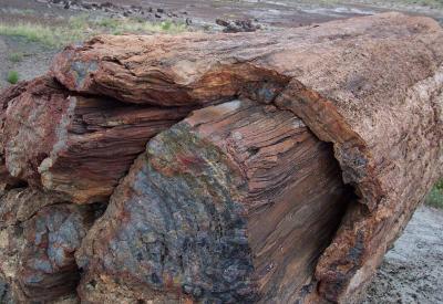 Petrified Log & Bark