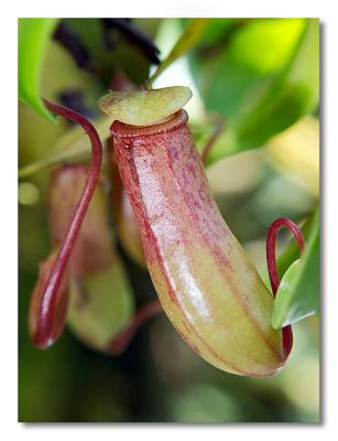 Pitcher Plant -  Cool House