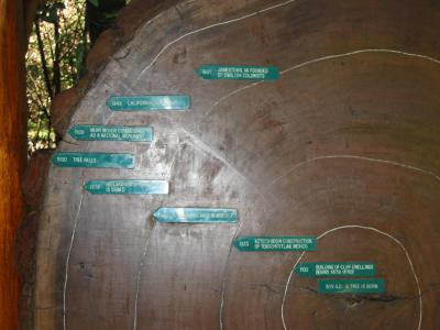 redwood tree that tells how old it is