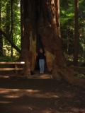 redwood tree with me inside