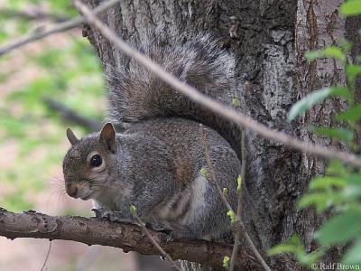Perching Squirrel