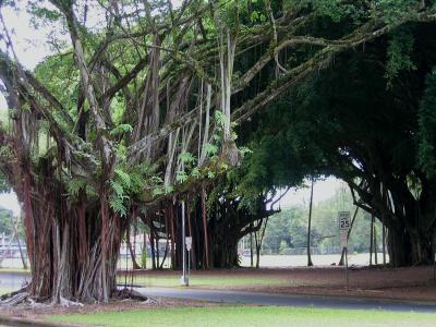 Banyan-Trees.jpg