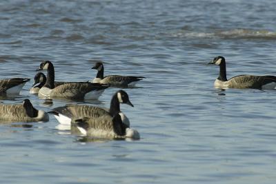 Small Canada goose 2.jpg