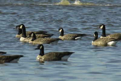 Small Canada Goose 3.jpg