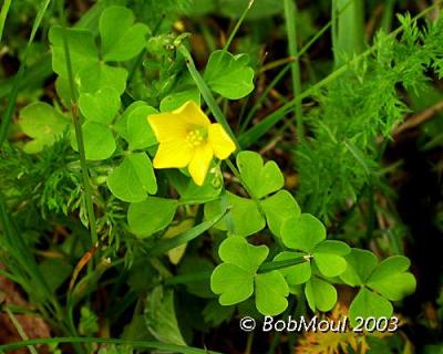 Creeping Wood Sorrel-N