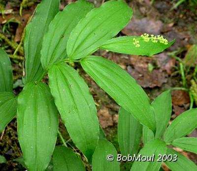 False Solomon's Seal-N