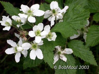 Thimbleberry-N